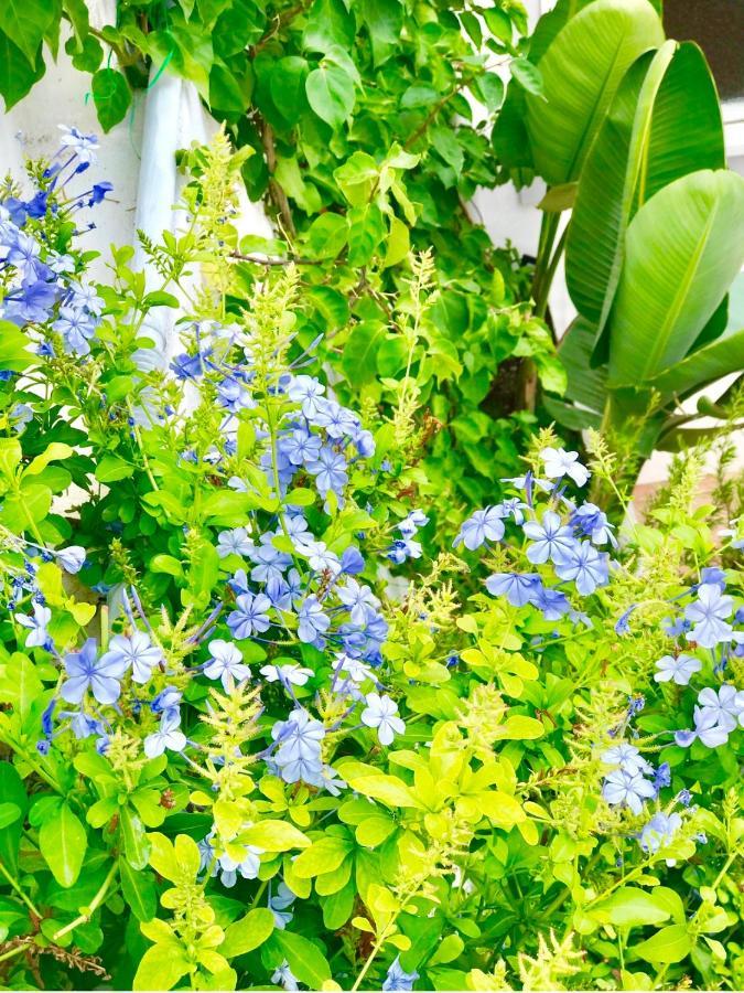 Les Lilas 罗克布吕讷-卡普马丹 外观 照片